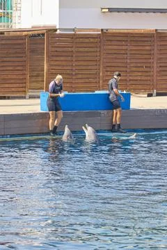 Dolphin trainers interacting with bottlenose dolphins during show Stock Photos