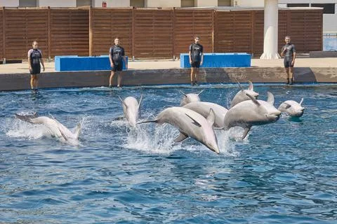 Dolphin trainers interacting with bottlenose dolphins during show Stock Photos