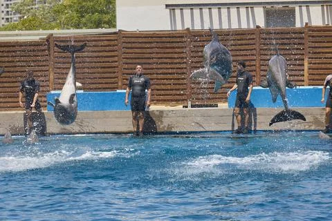Dolphin trainers working with bottlenose dolphins during marine show Stock Photos
