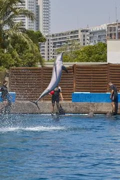 Dolphin trainers working with bottlenose dolphins during marine show Stock Photos