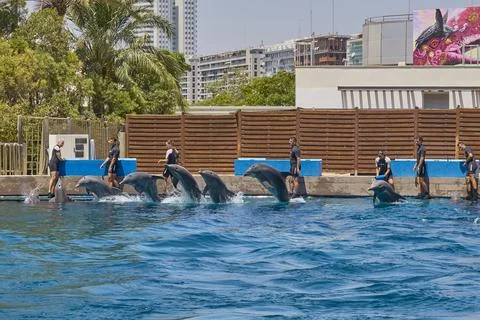 Dolphin trainers working with bottlenose dolphins during marine show Stock Photos