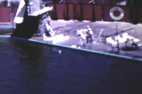 Dolphin Training Stock Footage 24671746