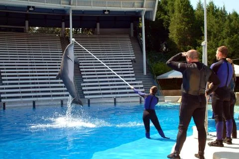 Dolphin Training Stock Photos