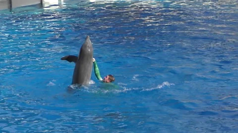 Dolphin in training slow motion Video stock 48772097