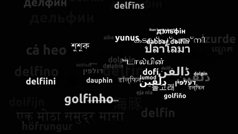 Dolphin Translated in 56 Worldwide Languages Endless Looping 3d Zooming Wordc Stock Footage 145193445