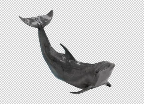 Dolphin on a transparent background. Stock Photos