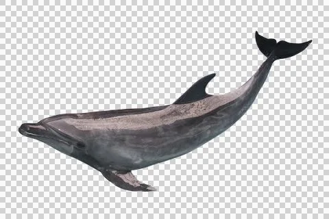 Dolphin on a transporent background Stock Photos