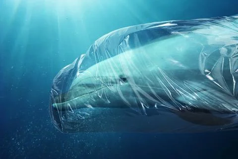 Dolphin trapped in plastic 写真素材