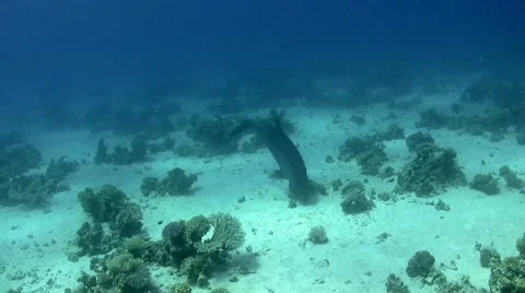 Dolphin tries to catch a jellyfish Stock Footage 63995802