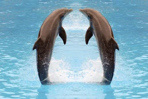 Dolphin twins jumping Stock Photos