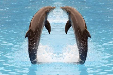 Dolphin twins jumping Stock Photos