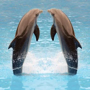 Dolphin twins Stock Photos