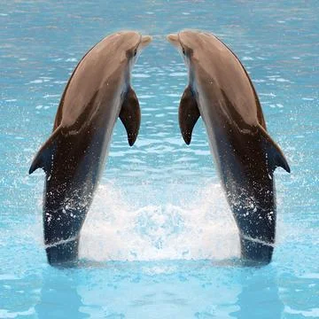 Dolphin twins Stock Photos