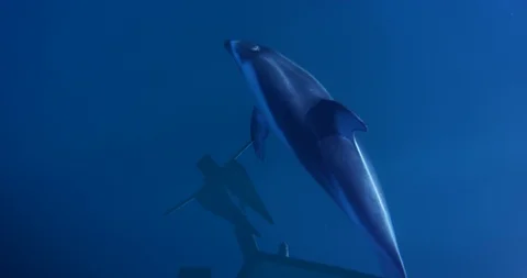 Dolphin under boat Stock-Footage 127119689