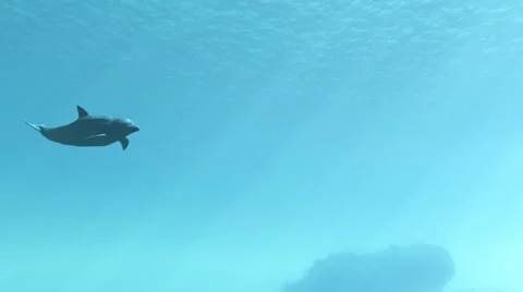 Dolphin under water Vidéo 8684163