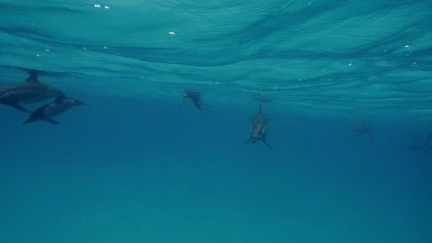 Dolphin underwater on blue ocean Stock Footage 90175421