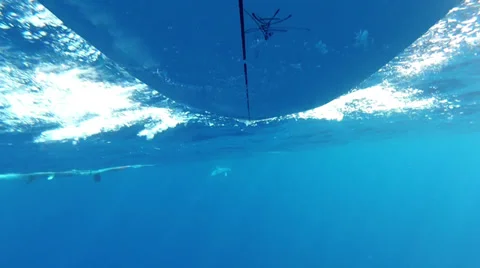 DOLPHIN UNDERWATER Stock Footage 39096055