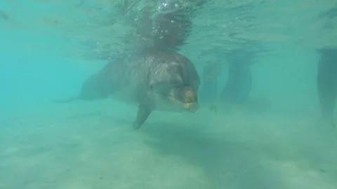 Dolphin underwater gets instruction from trainer Stock Footage 107380414