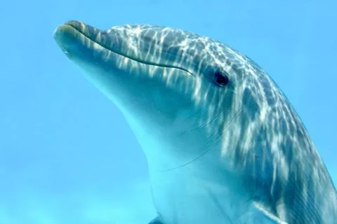 Dolphin Underwater Stock Photos