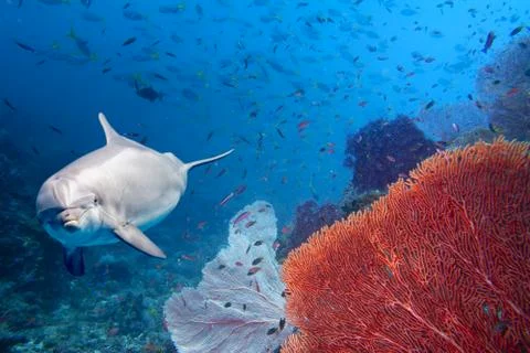 Dolphin underwater on reef background looking at you Stock Photos