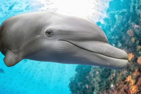 Dolphin underwater on the reef background looking at you Stock Photos