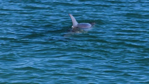 A dolphin underwater shot Vídeo Stock 90089901