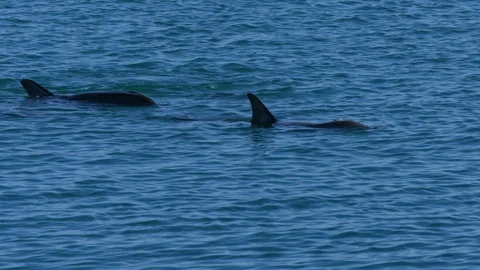 A dolphin underwater shot Stock Footage 90090861