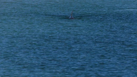 A dolphin underwater shot Stock Footage 90097960