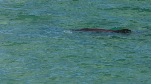 A dolphin underwater shot Stock-Footage 90546825