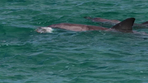 A dolphin underwater shot Stock Footage 90547802