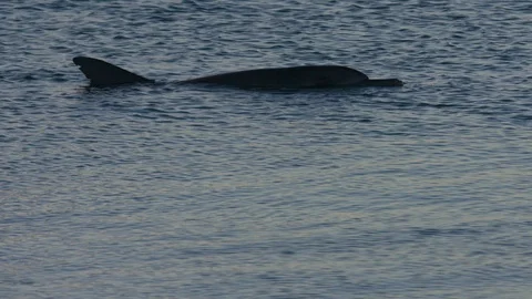 A dolphin underwater shot Stock Footage 90565048