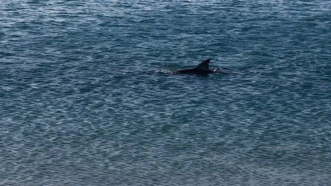 A dolphin underwater shot Vídeo Stock 90587897