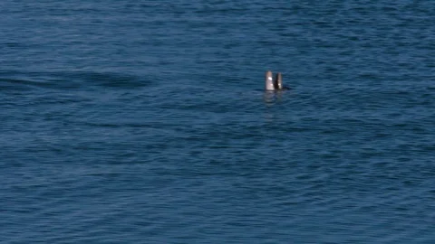 A dolphin underwater shot Stock Footage 90619065