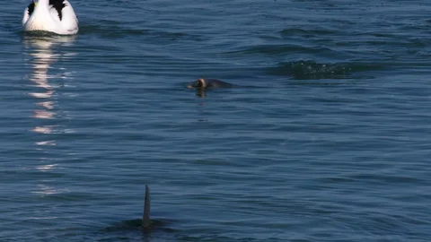 A dolphin underwater shot Stock Footage 90622921