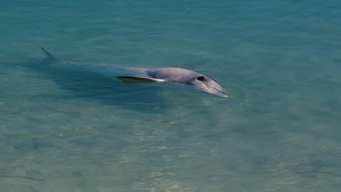 A dolphin underwater shot Stock Footage 90633393