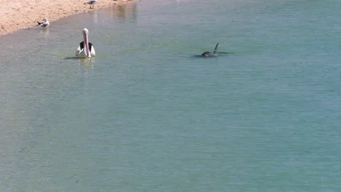 A dolphin underwater shot Stock-Footage 90667144