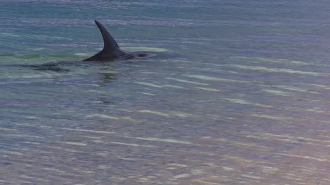 A dolphin underwater shot Stock Footage 90735800