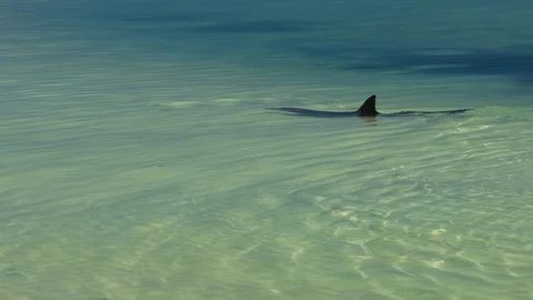 A dolphin underwater shot Stock Footage 90749393