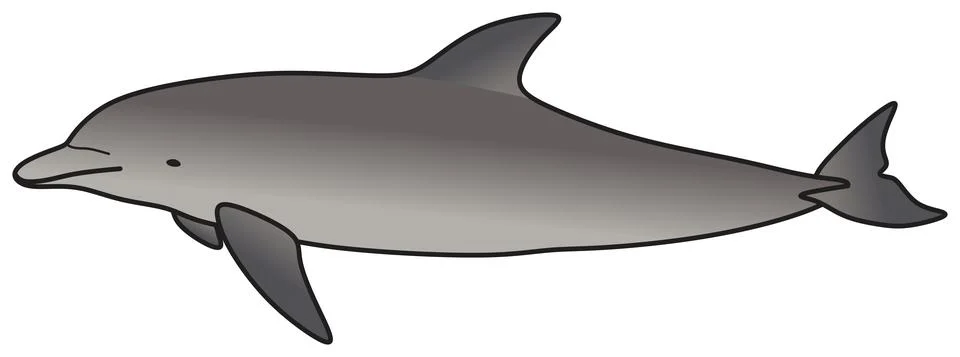 Dolphin vector drawing on isolated background swimming in ocean cartoon animal Illustration