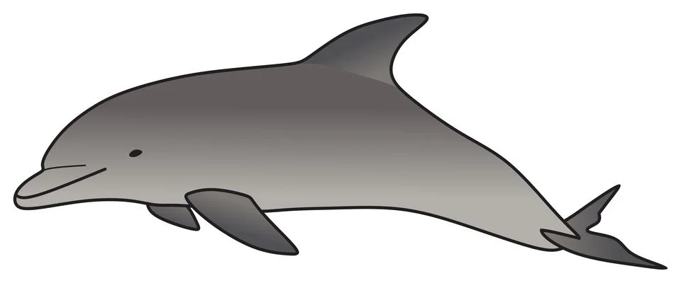 Dolphin vector drawing on isolated background swimming in ocean cartoon animal Stock-Illustration
