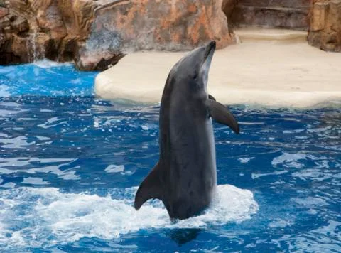 Dolphin vertically standing at his fin Stock Photos