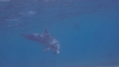 Dolphin very close swims in a circle Stock Footage 128618315