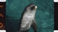 Dolphin. (Vintage 1970s 16mm film footage) HD Footage