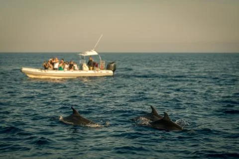 Dolphin Watching Boat Excursion With Dolphins in the Foreground Stock Photos