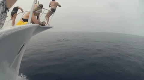 Dolphin watching Stock Footage 8973612