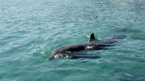 Dolphin in water. 스톡 동영상 90224657