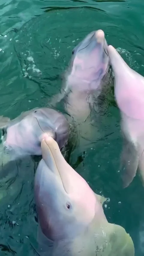 Dolphin in the water Stock Footage 327977356