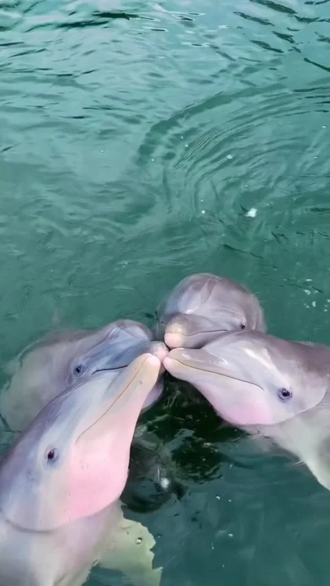 Dolphin in the water Stock Footage 327977366