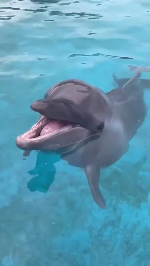 Dolphin in the water 스톡 동영상 327977380