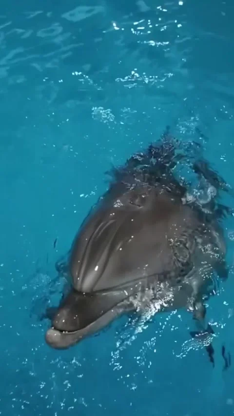 Dolphin in the water Stock Footage 327977393